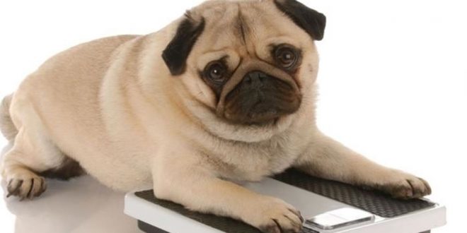 A Pet Owner's Guide To Prevent Obesity In Pets