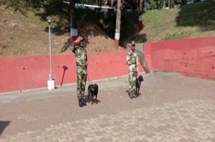 BSF To Train 2 Indian Dog Breeds For Border Patrolling