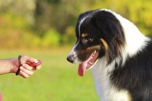 Clicker Training for your Dog or Puppy