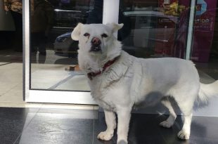 Dog Spent Days Outside Turkish Hospital Waiting for Owner