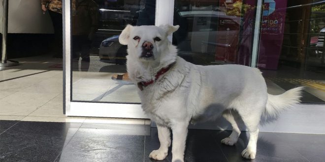 Dog Spent Days Outside Turkish Hospital Waiting for Owner