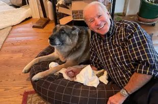 Joe Biden's Pet Pooch Major 'Indogurated' as First US Dog-elect ahead of Presidential Inauguration