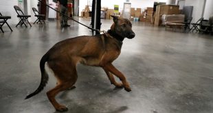 Miami Heat to Use COVID-19 Sniffing Dogs to Screen Fans at Games