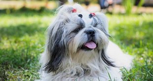 Pet Hygiene Tips & Care