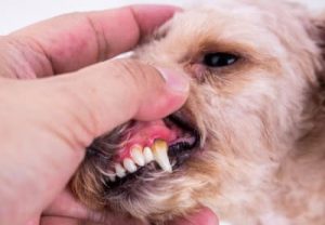 Poor Oral Hygiene and Canine Dental Disease
