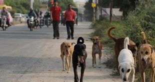 Six Dogs Found Poisoned on Banks of Pavana in Pune