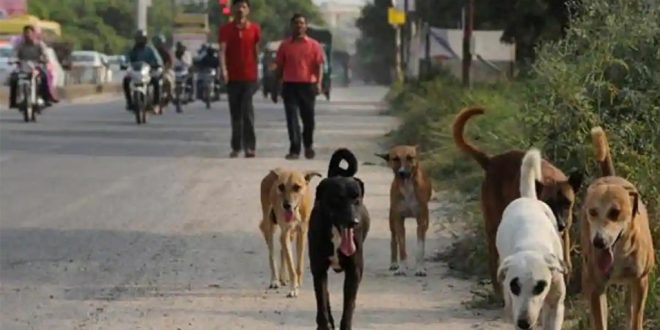 Six Dogs Found Poisoned on Banks of Pavana in Pune