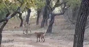 Stray Dog Fights Fierce Battle with Lioness in Viral Video