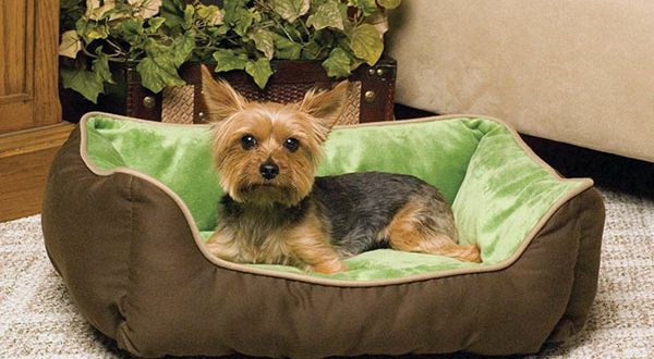 Tips That'll Help You Keep Your Couch Pup Free