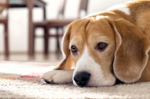 Top 11 Signs Your Dog is in Pain