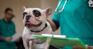 What does Pet Health Insurance Cover and Cost