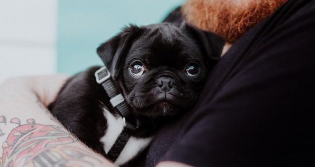 5 Cool Reasons you should Adopt a Pet