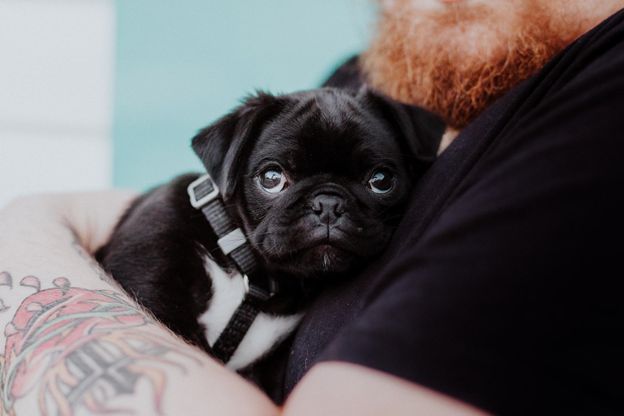 5 Cool Reasons you should Adopt a Pet