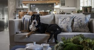 Features of Interior Design for Dog’s Owners
