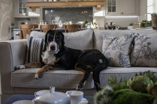 Features of Interior Design for Dog’s Owners