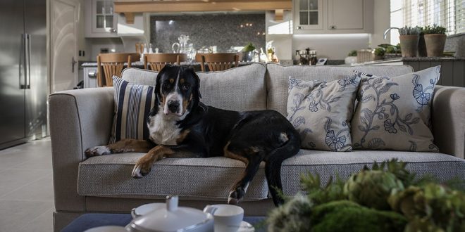 Features of Interior Design for Dog’s Owners