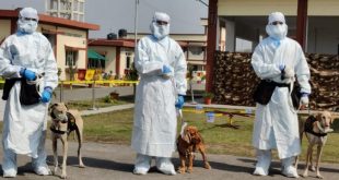 Indian Army Trains Chippiparai Dog Breed To Detect Covid-19 Infections In Real-Time