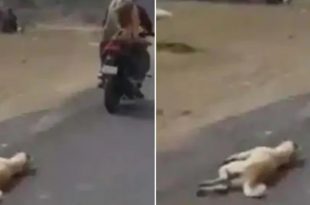 Man Arrested for Dragging Carcass of Dog using Bike