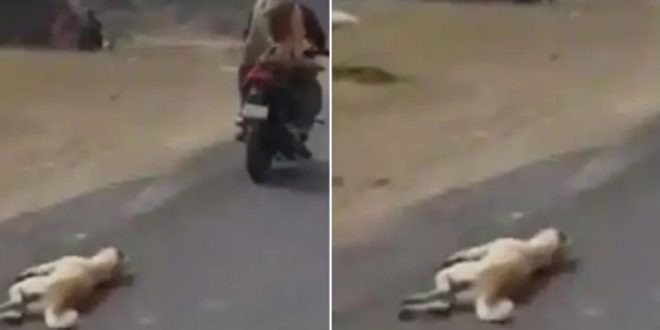 Man Arrested for Dragging Carcass of Dog using Bike