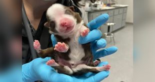Meet Skipper, the 'Miracle' Puppy Born with Six Legs and Two Tails