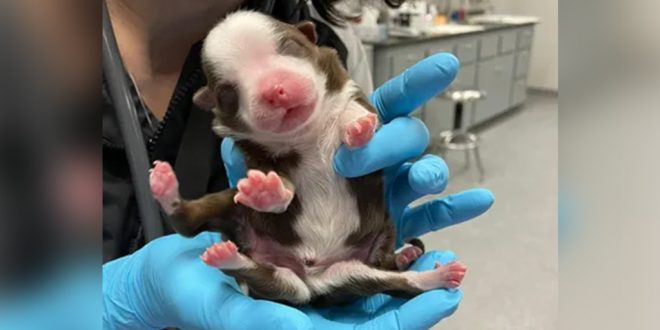 Meet Skipper, the 'Miracle' Puppy Born with Six Legs and Two Tails