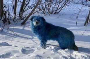 Pack of Stray Dogs with Bright Blue Fur Spotted in Russia