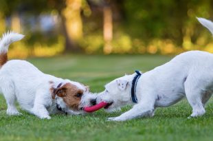 Pet Dogs Play more when Humans Watching, U.S. Study Says