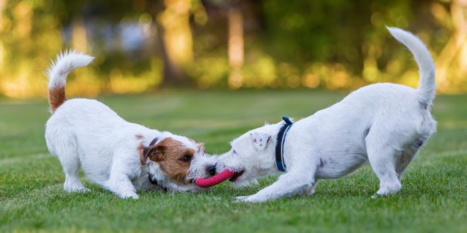 Pet Dogs Play more when Humans Watching, U.S. Study Says