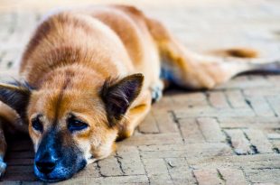 Residents, Activists Cry Foul Over killing of Stray Dogs