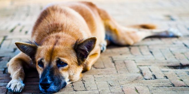 Residents, Activists Cry Foul Over killing of Stray Dogs
