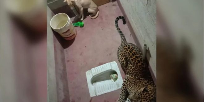 Stray Dog Trapped Inside Toilet with Leopard in Karnataka Village. What happened Next