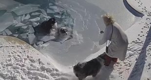 US Man Jumps into Freezing Pool Water to Rescue Pet Dog who Fell In