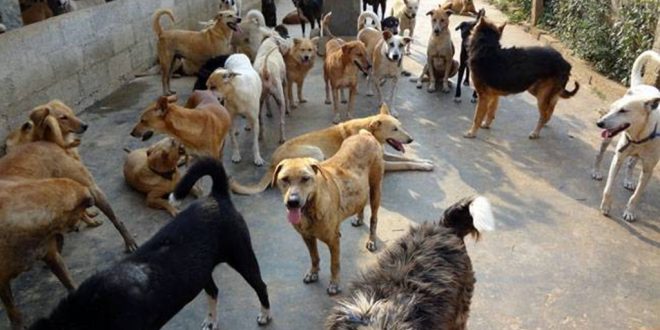 Feeding Street Dogs not a Crime