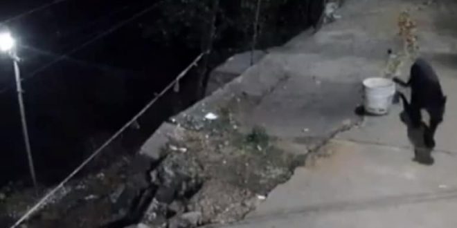 Black Panther Attacks Street Dog in Spine-Chilling Viral Video