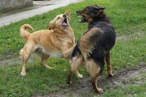 Canine Behavior Problems: Correcting Bad Behavior | DogExpress