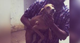 Man Throws Stray Dog off Terrace