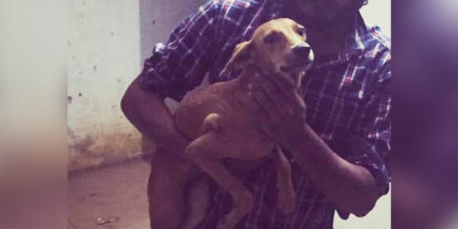 Man Throws Stray Dog off Terrace
