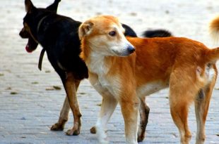 Online Dog Adoption Facility in Panchkula Soon