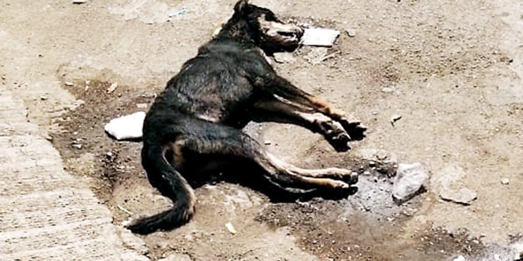 Stray Dog Attacks 6 Children, Beaten To Death By Residents