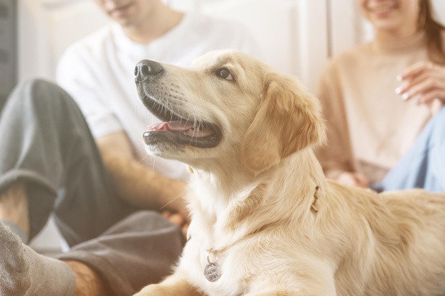 18 Fun and Fascinating Dog Facts