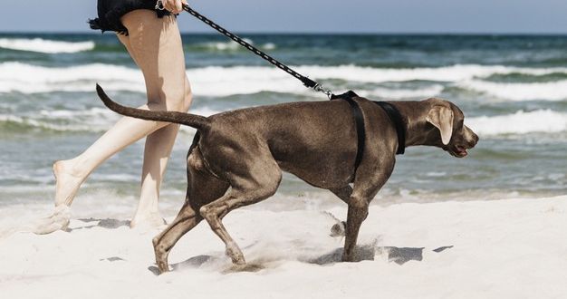 Best Dog Vacation Destinations in the U.S.
