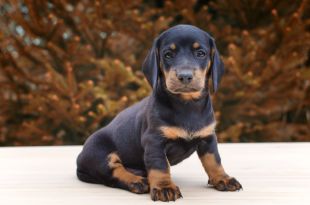 Dachshund