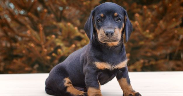 Dachshund