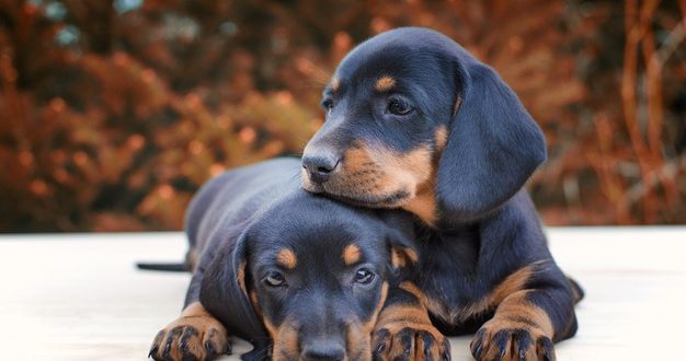 How Much A Dachshund Puppy Costs In India