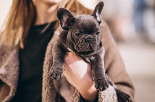 What Do French Bulldog Puppies Cost In The US