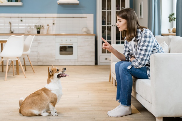 10 Best Low-Maintenance Dogs for Busy People 1