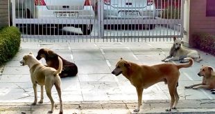No takers for Raipur Kalan dog pound project in Chandigarh