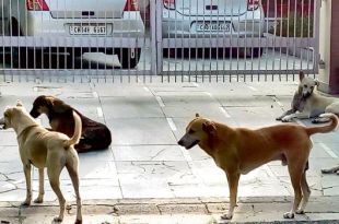 No takers for Raipur Kalan dog pound project in Chandigarh