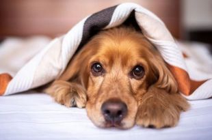 5 Tips on Choosing the Perfect Dog Bed
