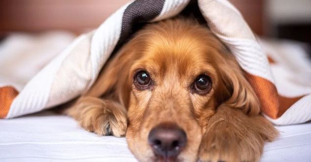 5 Tips on Choosing the Perfect Dog Bed